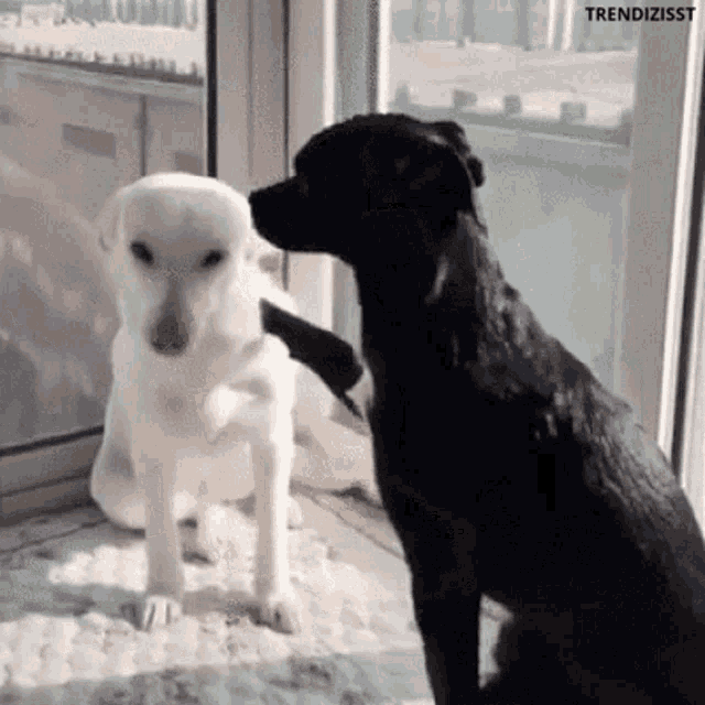 Huge Hug Bromance GIF - Huge Hug Bromance Cute Dog GIFs
