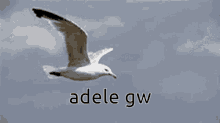Gw Adele Gw GIF - Gw Adele Gw GIFs
