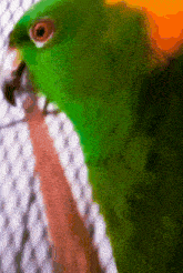 a green parrot is being held in a cage
