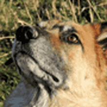 Hund Dog GIF - Hund Dog Lick Lips GIFs