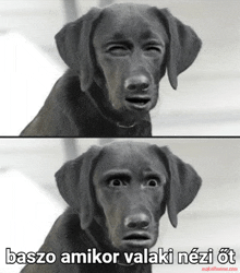 a picture of a dog with a caption that says baszo amikor valaki neziot