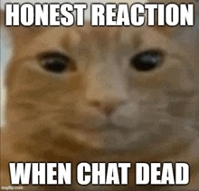Honest Reaction Dead Chat GIF - Honest Reaction Dead Chat Dead GIFs