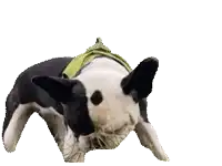 a black and white dog wearing a yellow harness with a red r on it 's chest