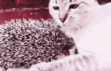 Cat Hedgehog GIF - Cat Hedgehog Cuddle GIFs
