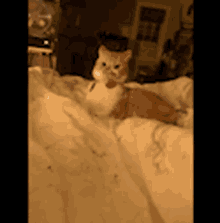 a cat is laying on a bed with a collar on