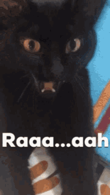 Cat Raaa GIF - Cat Raaa GIFs