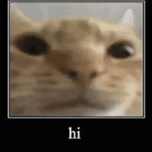 Shit Yourself Cat GIF - Shit Yourself Cat Cat Meme GIFs