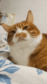 Cat Stare GIF - Cat Stare Disgust GIFs