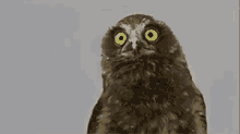 Welcome To The Club Owl See GIF - Welcome To The Club Owl See Looking GIFs