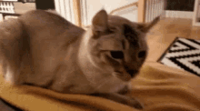 Schuimpie Cat GIF - Schuimpie Cat Pringle Ears GIFs