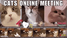 Cats Online Meeting GIF - Cats Online Meeting Memes Giggle GIFs
