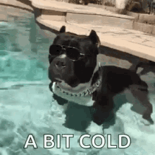 Dog Pool GIF - Dog Pool Cold GIFs
