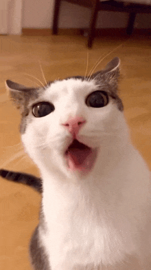 a white and gray cat with its mouth open looking at the camera