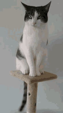 Cat Tail Wagging GIF - Cat Tail Wagging Pet GIFs
