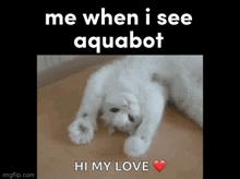 a white cat laying on its back with the words me when i see aquabot hi my love below it