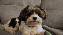 a small black and white dog is laying on a couch looking at the camera