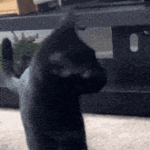 a black cat is standing on its hind legs looking at the camera
