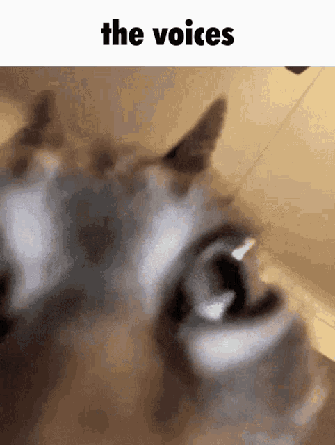 the-voices-cat.gif