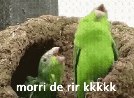 Morrendoderir Papagaio Rindo Risada Louco GIF - Lol Parrot Laughing GIFs