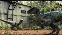Jurassic Raptor GIF - Jurassic Raptor Dinosaur GIFs