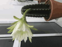 Cactus GIF