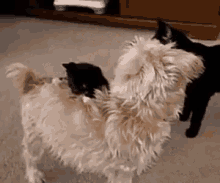 Cat Dog GIF - Cat Dog Pets GIFs
