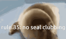 Seal Clubbing Rule35 GIF