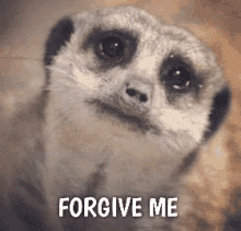 Meerkat Forgive Me GIF - Meerkat Forgive Me Cry GIFs