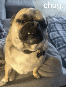 a pug dog is sitting on a couch with the word chug written above it