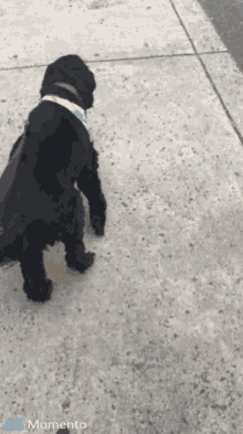 dog doggo walk runaway letgo