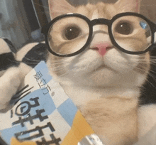 a cat wearing glasses and holding a bag of chips .
