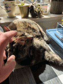Cat Tortie GIF - Cat Tortie Head Taps GIFs