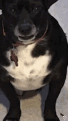 Petey Sourpetey GIF - Petey Sourpetey Sausage Dog GIFs
