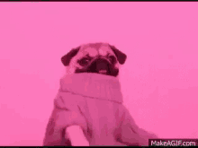 a pug dog wearing a pink sweater is sitting on a pink background .