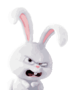 rabbit