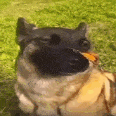 Dog Butterfly GIF - Dog Butterfly Dog With A Butterfly GIFs