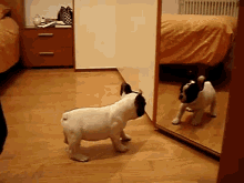 Whose The Fairest Of Them All? GIF - Dog Puppy Bulldog GIFs