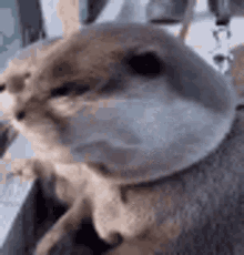 Surprised Cute Animal GIF - Surprised Cute Animal GIFs