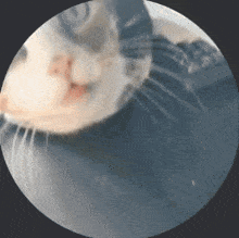 Flabbergasted Flabergasted Cat GIF