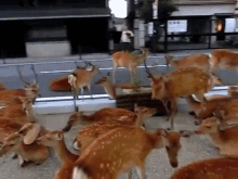 Well Someone Sprung A Leak! GIF - Deer Whining Funny GIFs