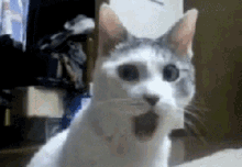 Cat Shocked GIF - Cat Shocked Huh GIFs