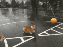 Dog Play GIF - Dog Play Ball GIFs