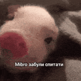 Cutepig Cute Pig GIF