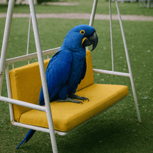 a blue parrot sitting on a yellow swing