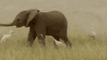 Elephant Playing GIF