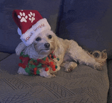 a small white dog wearing a santa hat that says good dog
