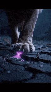 a close up of a lion 's paw with purple smoke coming out of it 's claws .
