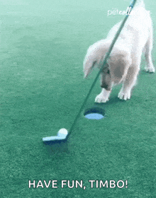 Score The Pet Collective GIF - Score The Pet Collective Golf GIFs