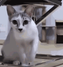 Cat Cat Jump GIF - Cat Cat Jump Jump GIFs