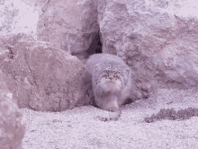 Cat Manul GIF - Cat Manul кот GIFs